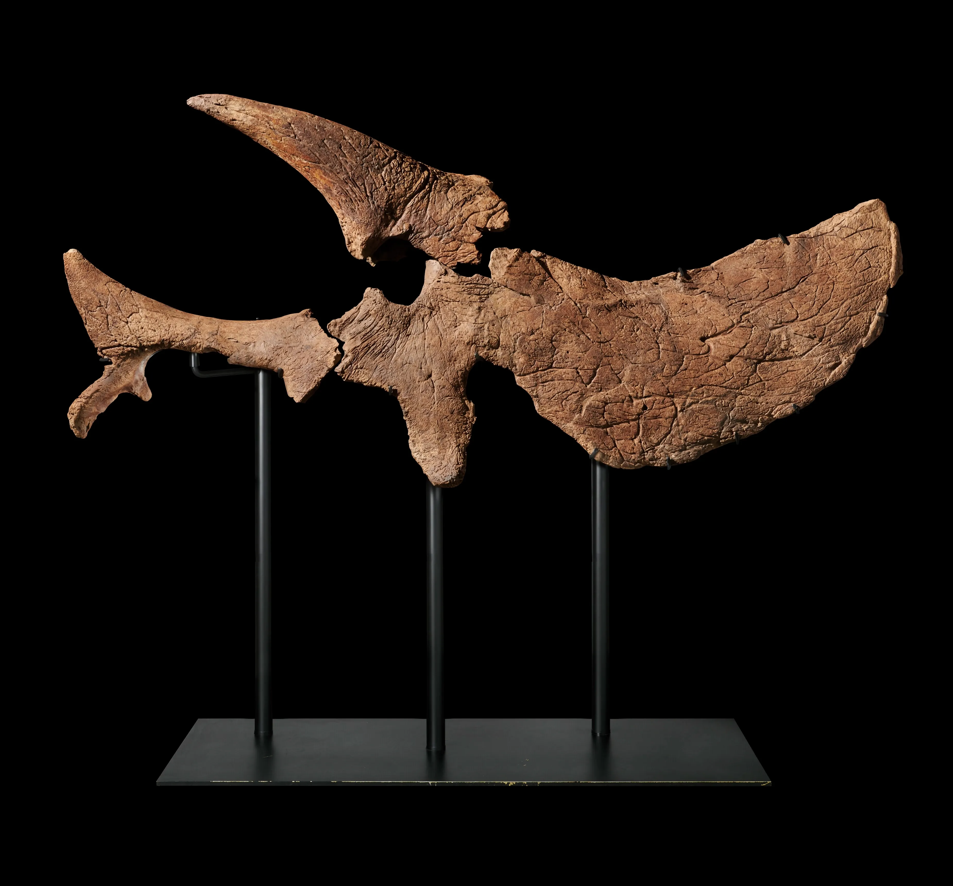 Wynn Al Marjan Island_Art Collection_Half Triceratops Skull (1).webp